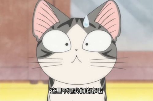 甜甜私房猫114这里,这里,这些都是小奇的