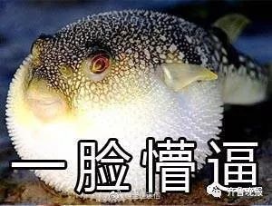 河豚表情包猫咪