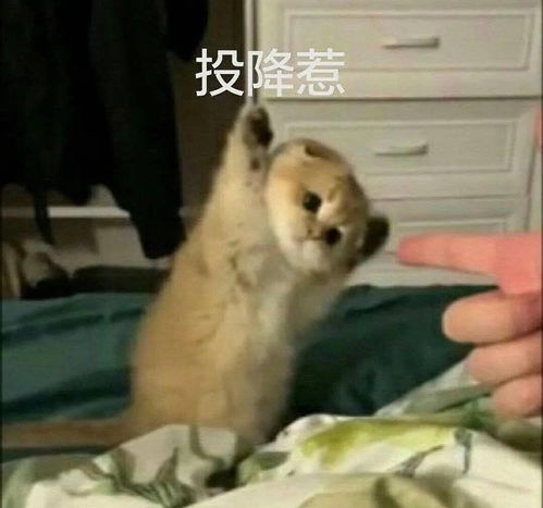 可怜无助有肥胖表情包投降