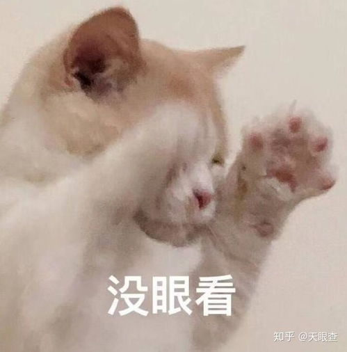 花园猫表情包蒙蔽